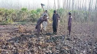 grow Italian poplar plants to earn money up to 45 lakh per acre 03120151856
