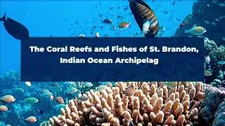 Saint Brandon reefs in Mauritius relatively well preserved - SADC