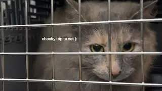 Chonky Vet Trip !!