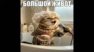 Песня: Огромный кот | Дата выхода в моём тг - lemaier_rap