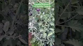 Crack-Resistant Tomatoes for Container Gardeners #gardeningtips #crackresistant #tomatoes #garden