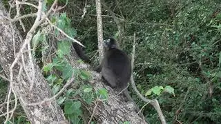 Dusky Leaf Monkeys running on the Beach Thailand