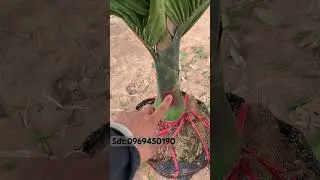 Super dwarf areca palm #Vietnameseflowers #dwarfarebranch