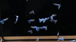 гуппи японские синие guppy japan blue
