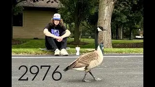 2976 - Chicago Indie Rock