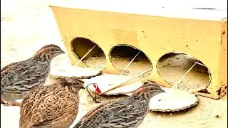 Incredible catch : Birds trapped Like Never Before Watching | Amazing Bird Trap Fail or success | 