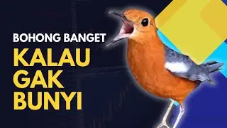 LANGSUNG NYAUT 10000 % ‼️ ANIS MERAH MACET BUNYI JIKA DENGAR SUARA INI PASTI NYAUT LANJUT GACOR | 65