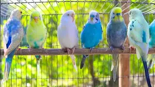11 Hour of Happiest Sounds of Budgies living in the Garden