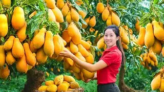 Harvest Fresh Papaya Garden,Make Thailand Green Papaya Salad Go Market Sell| Harvesting Farm Produce