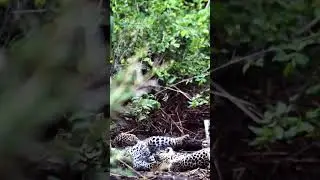 Funny Fight Between 2 Little Leopard Cubs (Stone Drift's Female Cubs)