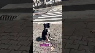 Border Collie &ndash; pies, kt&oacute;rego nie da się nie kochać! ❤️🐶 #pie #puppy #pets #bordercollie #border