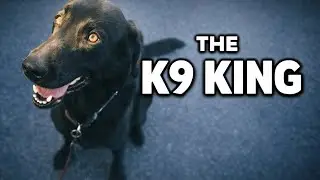 &ldquo;The K9 King 🐕👑 | Happy Dog Energy&rdquo;