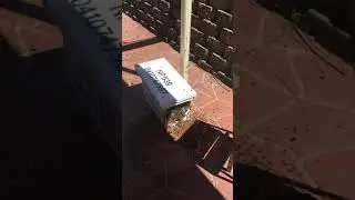 Swarm relocation