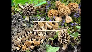 Mai-R&uuml;ckblick | Gelbe & Graue Speisemorchel | Morchella vulgaris & Morchella esculenta | Morels 2021
