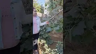 minivlog 8 #minivlog #mini #vlog #vlogger #vlogging #vlogs #viralshort #viral #viralshorts #trending
