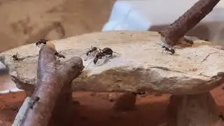 Camponotus nicobarensis Königin zieht um
