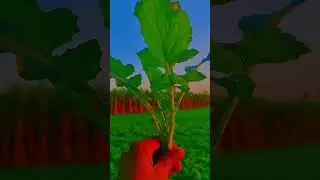 #sarson #farming #viral #video #new #nature