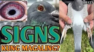 PAANO MALAMAN KUNG QUALITY ANG KALAPATI? | ANO ANG DAPAT TINGNAN?