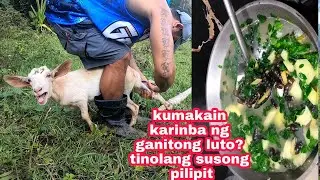First time ko mag injection ng Kambing+napa extra rice c CJ sa sarap ng tinolang susong pilipit 😋