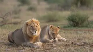 Whispers of the Savannah: A Lion Pair&rsquo;s Quiet Bond