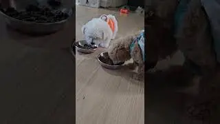 Adorable Puppy Learning New Tricks!
