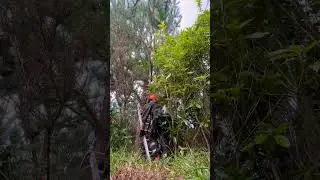 #setup #pruning #bushman