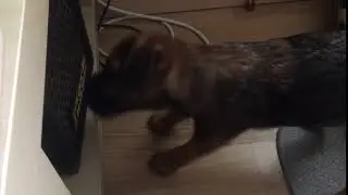Peanut vs MarkBass
