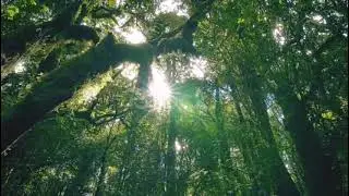 #Greentrees #Relax  Relax your day with green trees and anjoy
