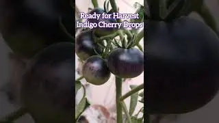Indigo Cherry Drops life-cycle | Growing Blue Cherry | Rare vegetables bred in Oregon University