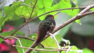 The common hummingbird has a bush of flowers just for itself.