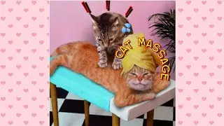 CAT MASSAGE COMPILATION 💓💓💓