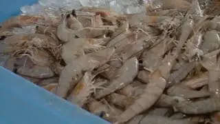 Walmart recalls frozen shrimp in Louisiana, 12 other states over potential radioactive contamination