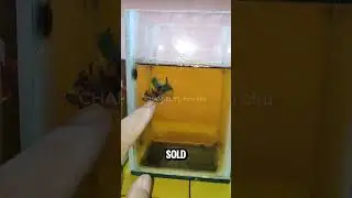 IKAN CUPANG MULTI COLOR #herubiru #ikancupangmakassar #ikancupangsulawesi #ikancupangindonesia