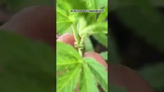 This sI how you identify the sex of your Cannabis Plant.