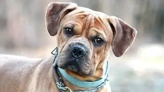 Boxer mix 