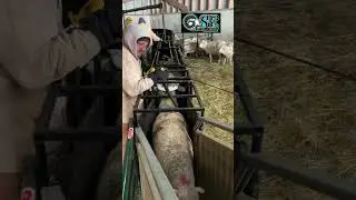 (Sponsored) GSE - Glen Specialty Equipment (Specialized Sheep 🐑 Working Equipment)