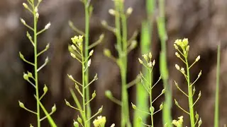Camelina plants could produce aviation fuel in future