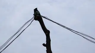 bharatiya kisan sangh telangana state sajanapur electrical issue