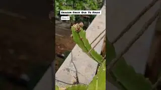 Dragon Fruit from bud to fruit😋 #gardening #fruit #shorts