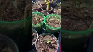 Hardening off seedlings to start a new garden post Helene. #garden #growyourownfood #gardening