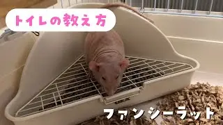 ファンシーラットのトイレの教え方(覚えさせ方) #Hairlessrat