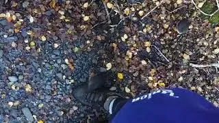 The Curious South Island Robin