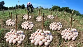 wow amazing farmer, a lot of duck eggs under grass  pick by hand 