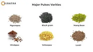 Industrial Processing Of Pulses - Shri Viratra Engineering Pvt. Ltd. | Advanced Solutions for Pulses