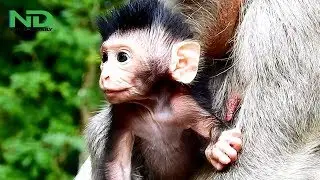 Adorable newborn baby monkey Timo makes his mom so exhausted, Tima monkey now need nursing & relax