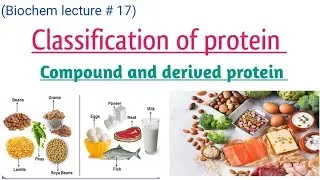 Classification of proteins (compound and derived proteins)
