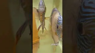 #discusfish