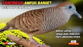 Perkutut Lokal Gacor Pancingan Paling Ampuh Ahlinya Bikin Semua Perkutut Bakal Nyaut Bunyi | Z82
