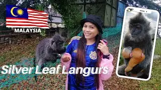 Malaysia's Silver Leaf Langur Monkeys Feeding at Kuala Selangor