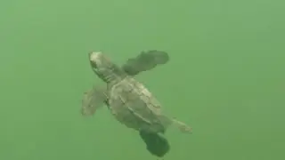 A Baby Sea Turtle Takes A Dive!